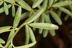 Narrowleaf lespedeza